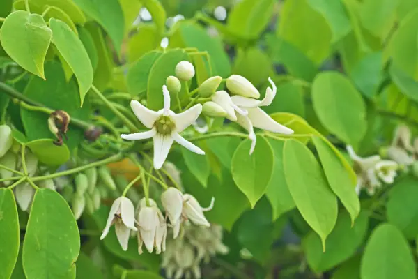 Stauntonia hexaphylla. Getty Images