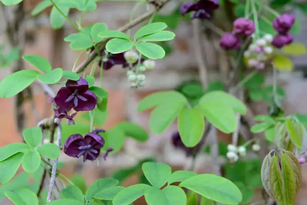 Best climbers - Akebia quinata