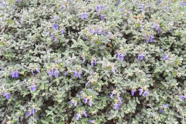 Teucrium fruticans. Getty Images