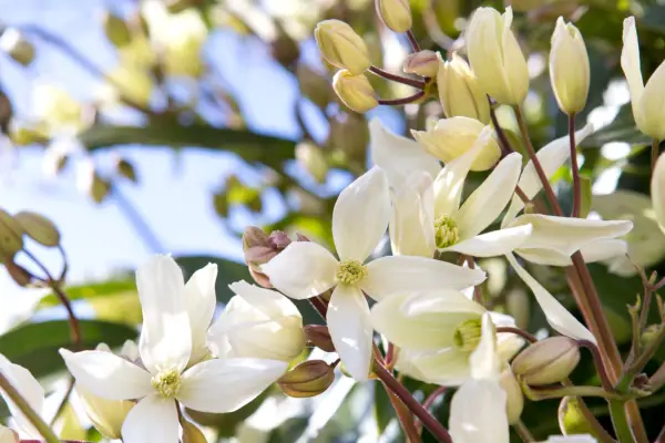 Best evergreen climbers: Clematis armandii
