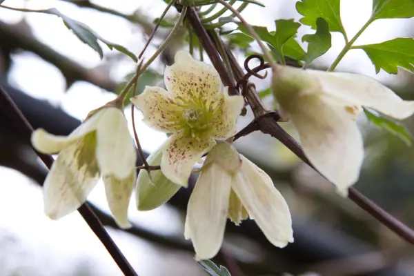 Clematis cirrhosa var. balearica