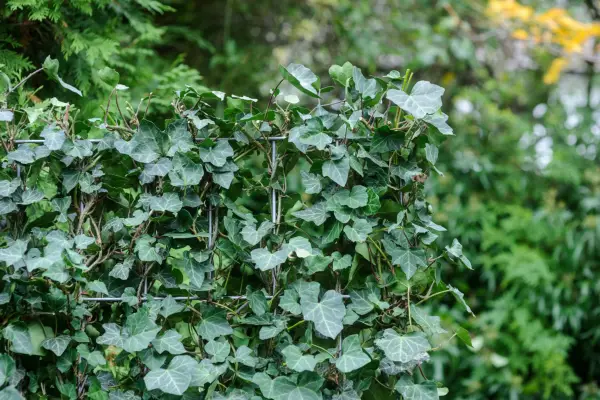 Best evergreen climbers: hedera helix