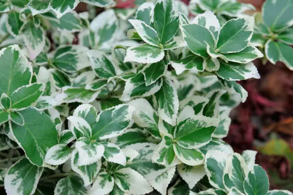 Euonymus fortunei 