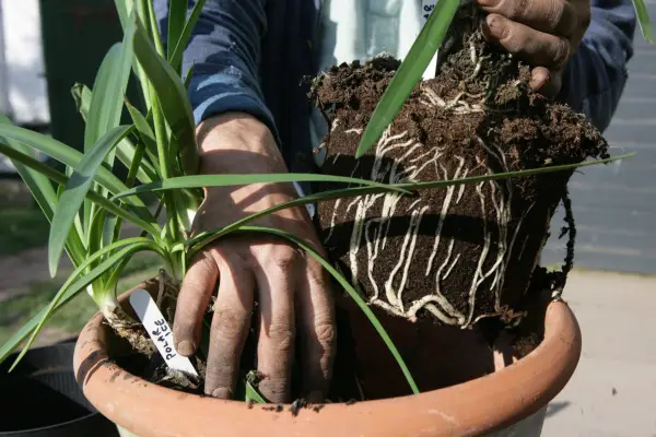 Planting agapanthus