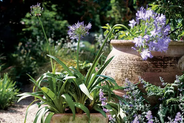 Agapanthus Pot Display