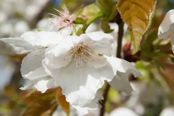 Prunus 