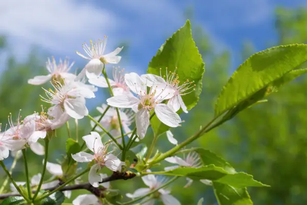 Cherry blossom, Prunus cerasus. Getty Images