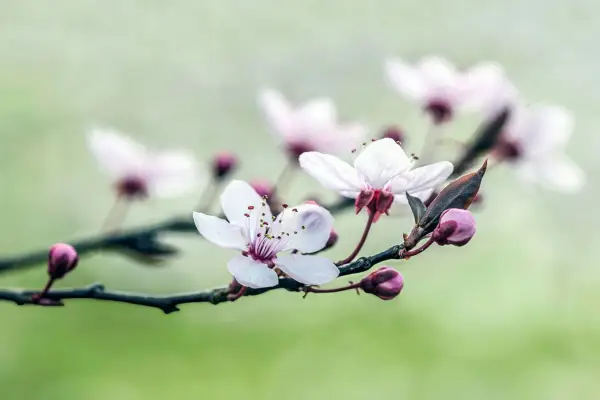 Cherry plum, Prunus cerasifera 