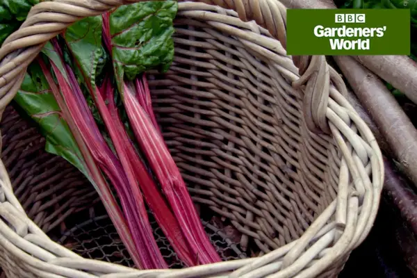 איך להתמודד עם בריחת ירקות