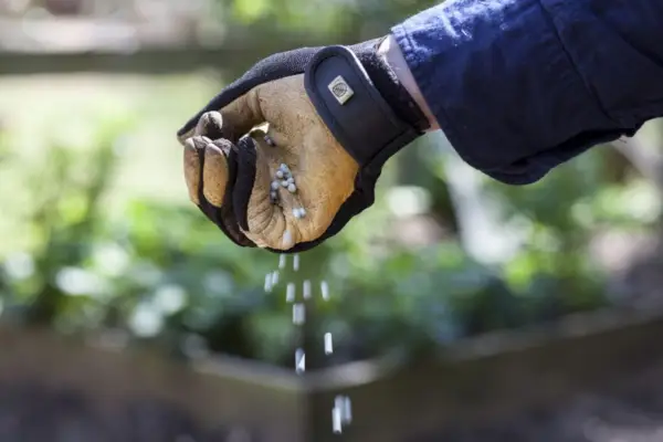 Feeding plants - using fertiliser granules