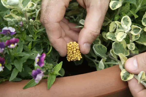 Feeding plants - adding fertiliser granules to a plant pot