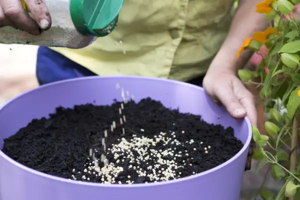 How to feed your plants