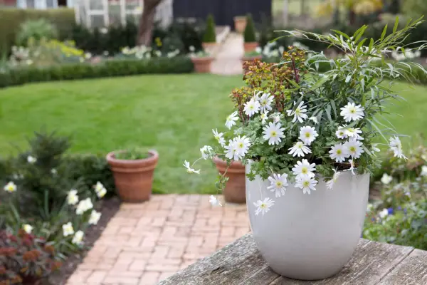 Anemones growing in a pot
