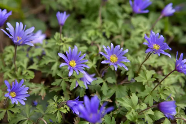 Anemone blanda 