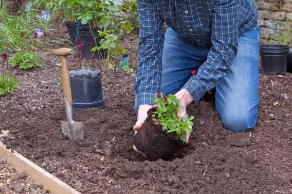 How to grow astrantias - planting out astrantias
