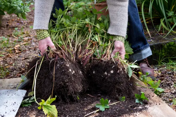 How to grow astrantias - dividing astrantias in spring