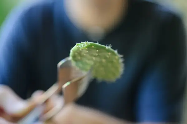 Removing a section of cactus