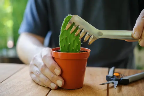 Inserting the cactus cutting into compost