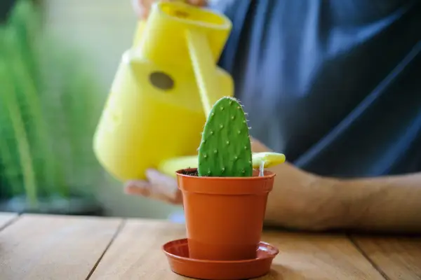 Watering the cactus cutting