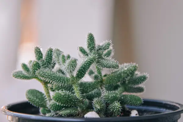 Delosperma echinatum, Prickle plant. Getty Images.