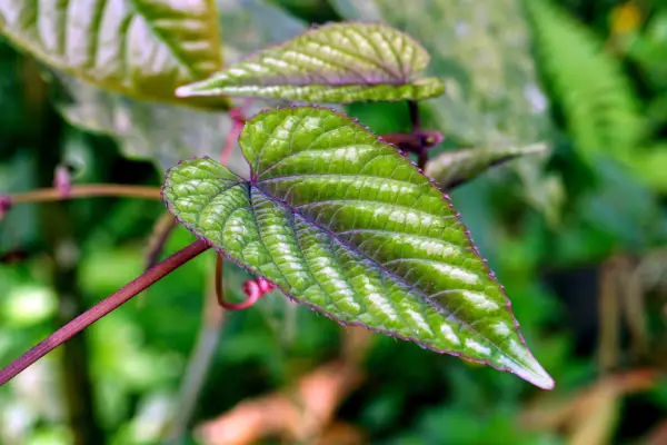 Cissus discolor, Grape Ivy. Getty Images.