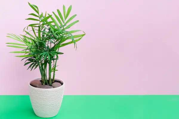 Parlour Palm. Getty Images.