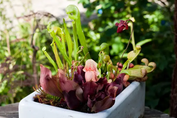 Venus fly trap growing in a container with other carnivorous plants