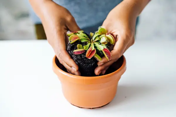 Planting a Venus fly trap