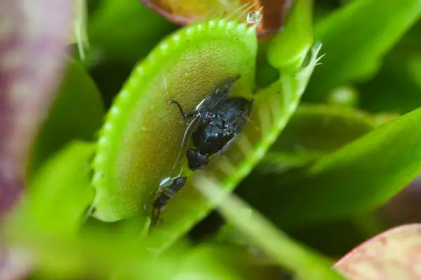 Venus fly trap with fly