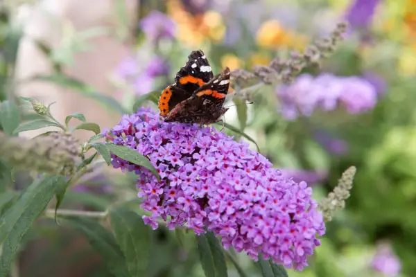 Red admiral butterfly (Vanessa atalanta)