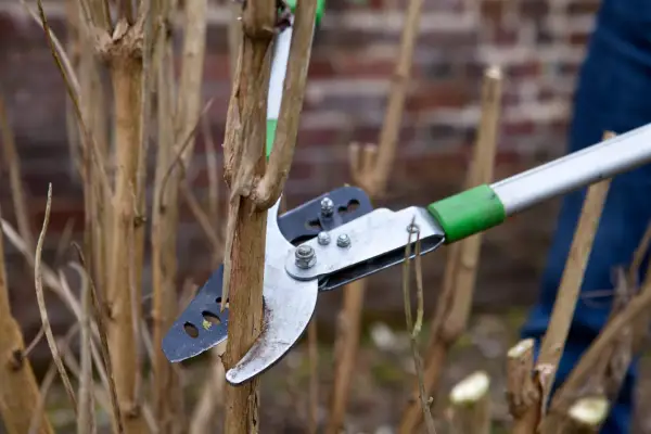 Pruning Buddleja