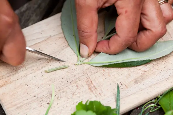 Propagating Buddleja by hardwood cuttings