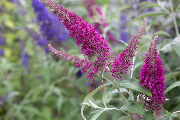 How to grow buddleias - varieties to grow
