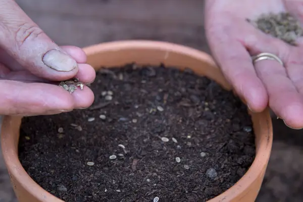 Sowing dill seeds