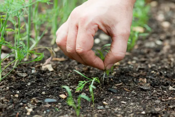 Thinning dill seedlings