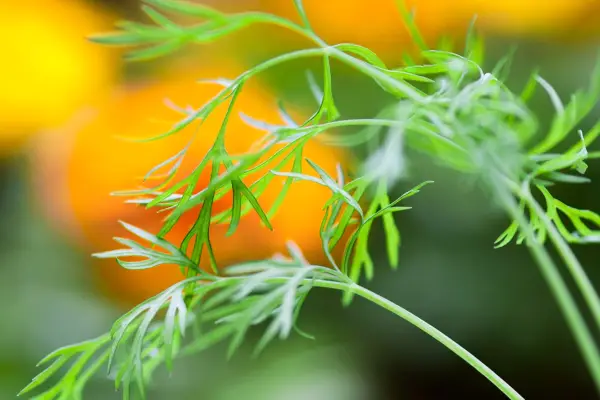Dill foliage