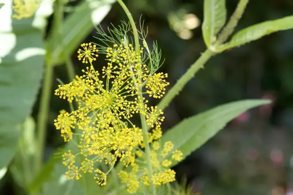 Dill flower