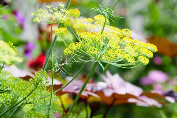 Dill flower