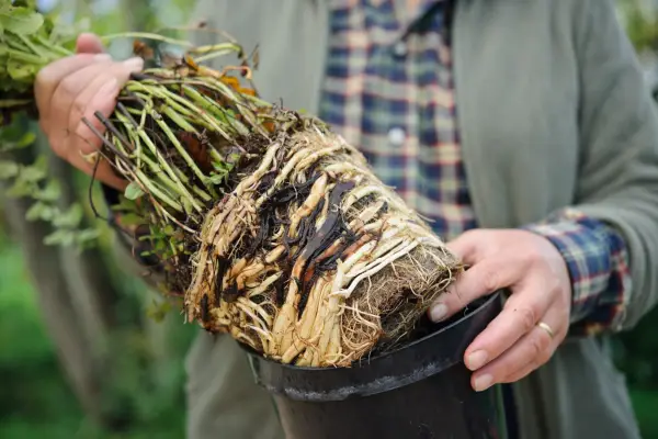 Roots of a mint plant
