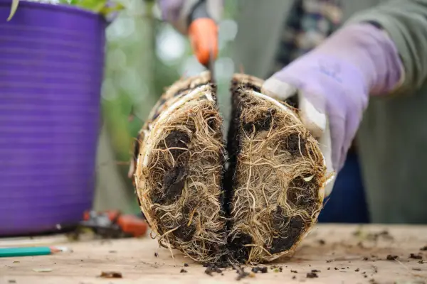 Dividing congested mint plant grown in a pot