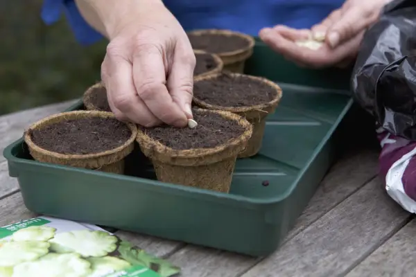 Sowing patty pan seed