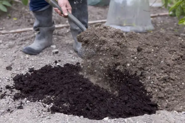 Forking organic matter into the soil