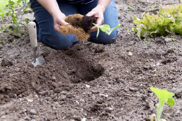 Planting out young patty pan plants