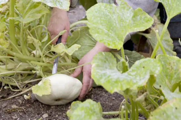 Harvesting patty pan squash