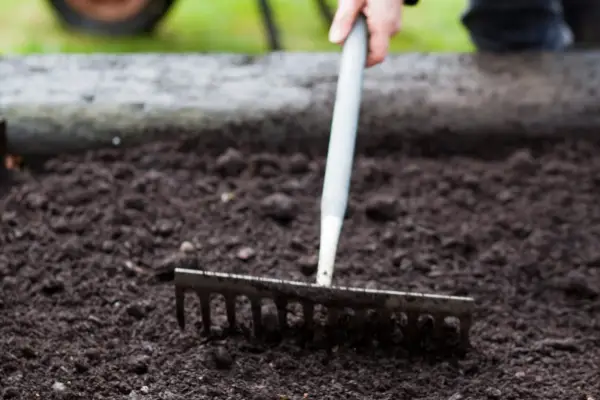 Raking the soil level