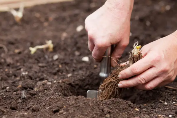 Planting the strawberry runners