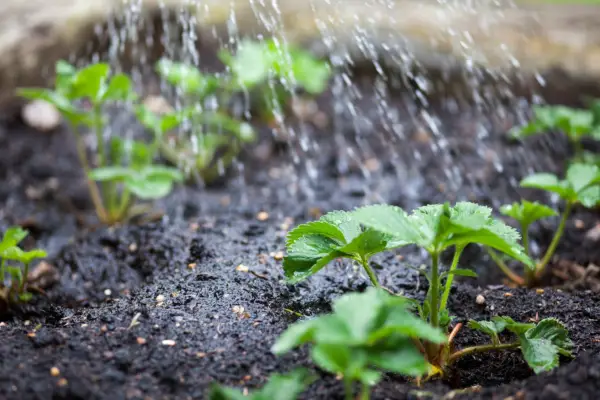 Watering young strawberry plants