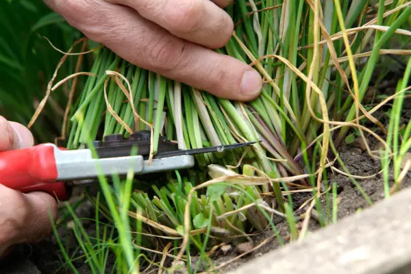 Cutting chive stems to ground level