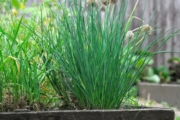 Rejuvenated chive stems