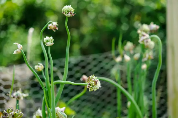 Variedades de cebola para crescer